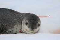 leopard-seal.JPG