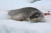 leopard-seal2.JPG