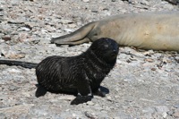 baby-fur-seal2.JPG